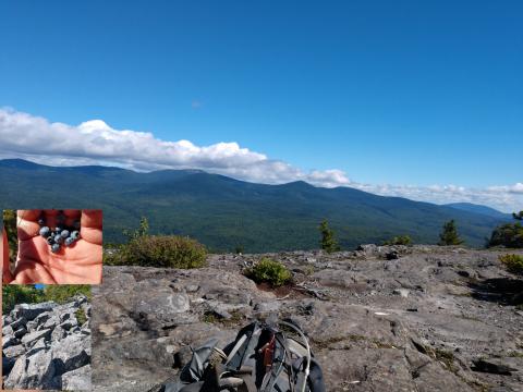 White Cap view with blue berries and rock fall