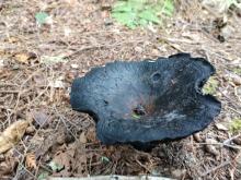 Mushroom black